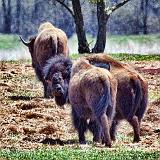 Retreating Bison_26653